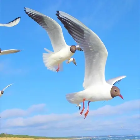 Apartament Usedom-apartment Im Haus Feniks Świnoujście